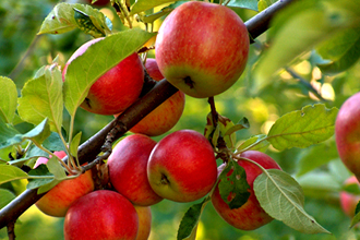 Apple - TMF Florida Fruits - www.TMFflorida.com - Tropical Medical Fruits - www.TropicalMedicalFruits.com