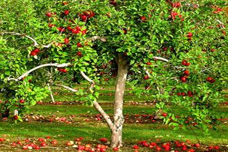 Apple - TMF Florida Fruits - www.TMFflorida.com - Tropical Medical Fruits - www.TropicalMedicalFruits.com