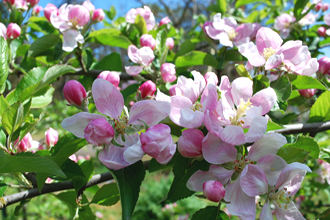 Apple - TMF Florida Fruits - www.TMFflorida.com - Tropical Medical Fruits - www.TropicalMedicalFruits.com