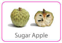 Sugar Apple - Fruit - TMF Florida - www.TMFFlorida.com - Tropical Medical Fruits - www.TropicalMedicalFruits.com